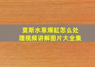 莫斯水草爆缸怎么处理视频讲解图片大全集