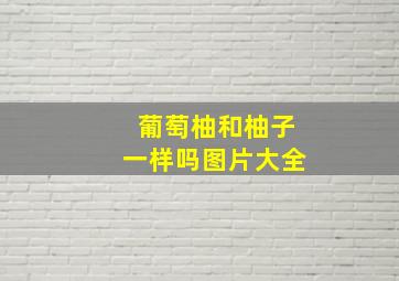 葡萄柚和柚子一样吗图片大全