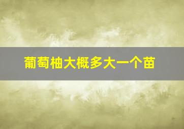 葡萄柚大概多大一个苗