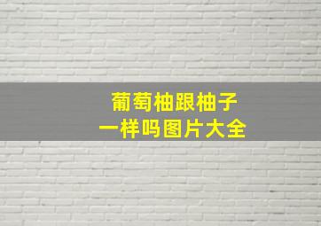 葡萄柚跟柚子一样吗图片大全