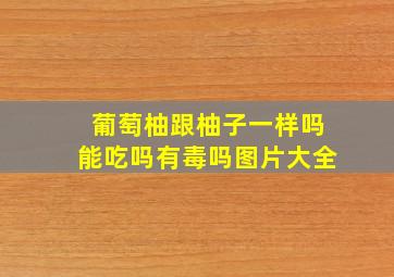 葡萄柚跟柚子一样吗能吃吗有毒吗图片大全