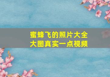 蜜蜂飞的照片大全大图真实一点视频