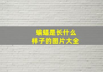 蝙蝠是长什么样子的图片大全