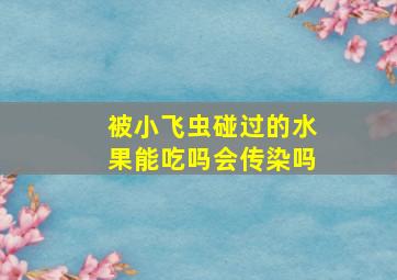 被小飞虫碰过的水果能吃吗会传染吗