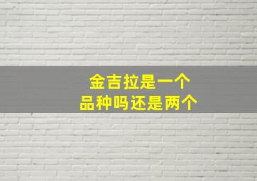 金吉拉是一个品种吗还是两个