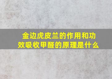 金边虎皮兰的作用和功效吸收甲醛的原理是什么