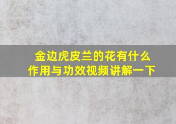 金边虎皮兰的花有什么作用与功效视频讲解一下