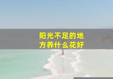 阳光不足的地方养什么花好