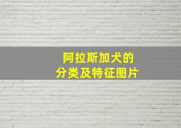 阿拉斯加犬的分类及特征图片