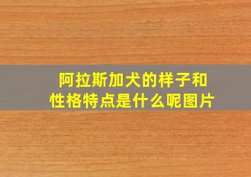 阿拉斯加犬的样子和性格特点是什么呢图片