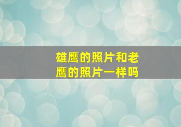 雄鹰的照片和老鹰的照片一样吗