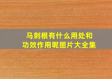 马刺根有什么用处和功效作用呢图片大全集