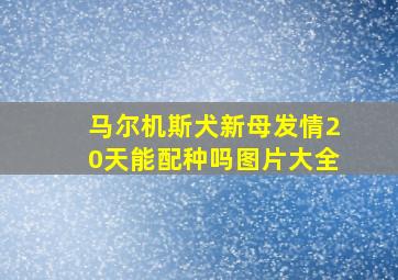 马尔机斯犬新母发情20天能配种吗图片大全