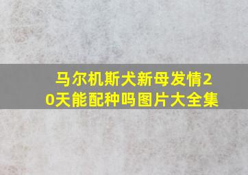 马尔机斯犬新母发情20天能配种吗图片大全集