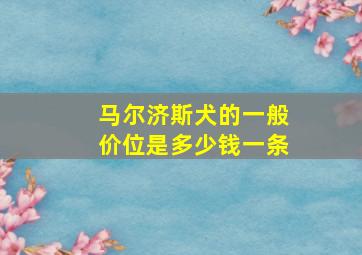 马尔济斯犬的一般价位是多少钱一条