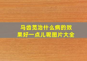 马齿苋治什么病的效果好一点儿呢图片大全