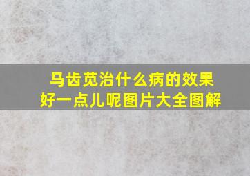 马齿苋治什么病的效果好一点儿呢图片大全图解