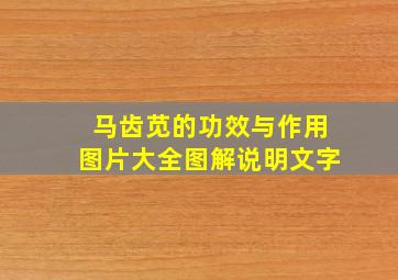 马齿苋的功效与作用图片大全图解说明文字