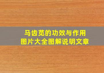 马齿苋的功效与作用图片大全图解说明文章