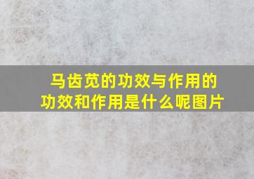 马齿苋的功效与作用的功效和作用是什么呢图片