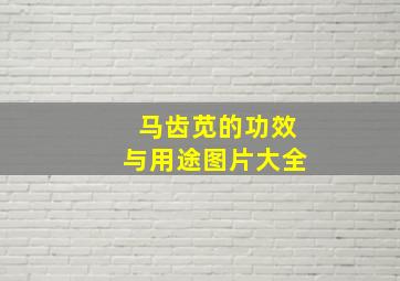 马齿苋的功效与用途图片大全