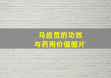 马齿苋的功效与药用价值图片