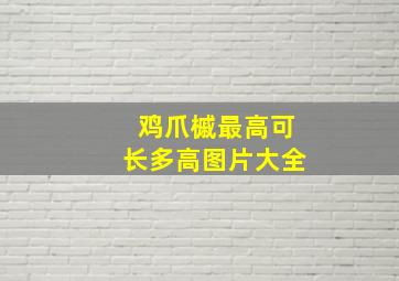 鸡爪槭最高可长多高图片大全